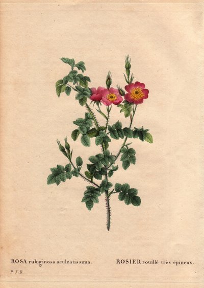 Botanikai tábla, virág, rózsafajta: Nagyon tüskés rozsdarózsa (Rosa rubiginosa aculeatissima). Magvakból szerezték be, és Du Pont panírozta 1810 körül. Pierre Joseph Redoute (1759-1840) „” Les Roses” 2. kötetében alkotó: Pierre Joseph Redouté
