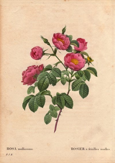 Botanikai tábla, virág, rózsa fajta: puha levelű rózsa. (Rosa mollissima flora submultiplici). Rose mollis fajta, 1821 előtt. Pierre Joseph Redoute (1759-1840) „” Les Roses” 2. kötetében alkotó: Pierre Joseph Redouté