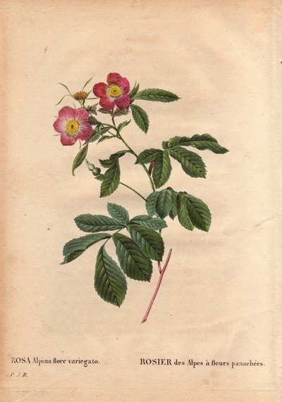 Botanikai lemez, virág, rózsafajta: Alpok rózsája variegato virágokkal (Rosa alpina flora variegato). Franciaországban 1813 körül vezették be de Poilpre. Pierre Joseph Redoute (1759-1840) „Les Roses” 2. kötetében alkotó: Pierre Joseph Redouté