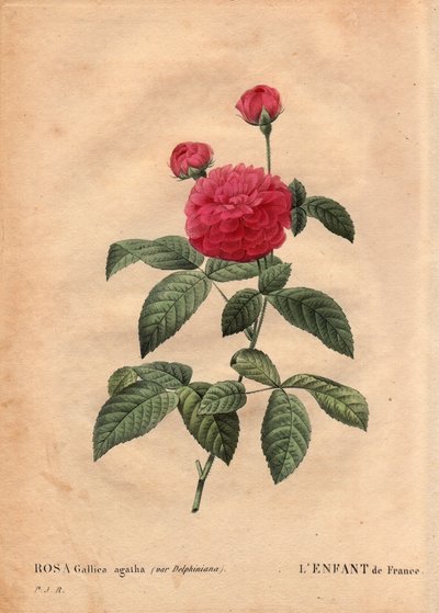 Botanikai lemez, virág, rózsafajta: Franciaország gyermeke (Rosa gallica agatha var. delphiniana). Monsieur Du Pont termesztette, 1802 körül, XV. Lajos uralkodása óta (1710-1774) ismert, és a Dauphin tiszteletére „Enfant de France”-nak nevezték. A „” Les R alkotó: Pierre Joseph Redouté