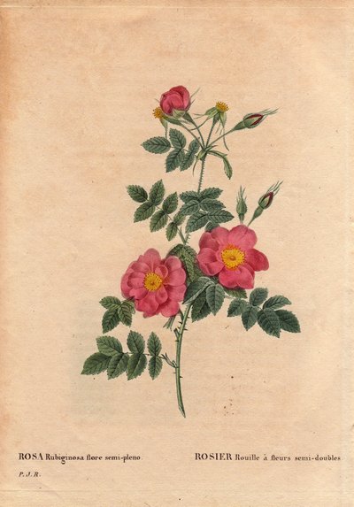 Botanikai tányér, virág, rózsafajta: A Rose Rust félig kettős virágokkal (Rosa rubiginosa flora semi pleno) rendelkezik, magvakból nyerték ki, és P. J. Redoute termesztette 1806 körül. Pierre Joseph Redoute (1759-) „” Les Roses” 2. kötetében 1840) alkotó: Pierre Joseph Redouté