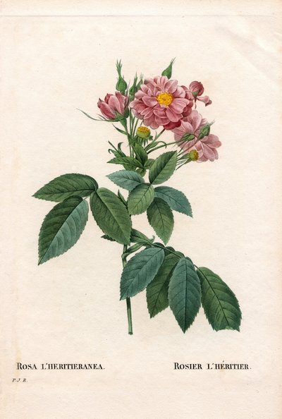 Boursault rózsa, Rosa l