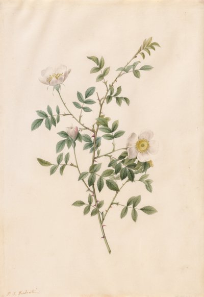 Brier Bush Rose vagy Dog Rosea (Rosa Sepium Rosea) alkotó: Pierre Joseph Redouté
