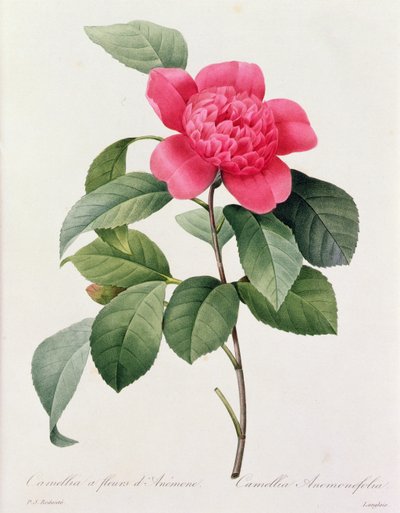 Camellia Anemonefolia (színes metszet) alkotó: Pierre Joseph Redouté