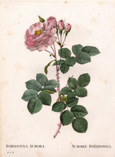 Celeste rózsa, Rosa alba fajta, Rose Aurore Poniatowska. Kézzel színezett rézmetszet, Pierre Joseph Redoute „Les Roses” Paris című művéből alkotó: Pierre Joseph Redouté