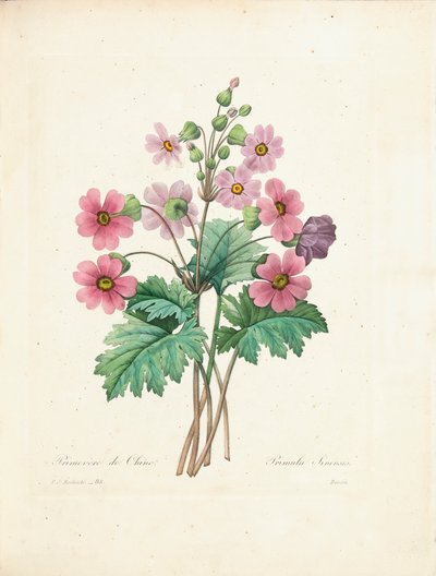 Kínai kankalin, Bessin metszetében, a „Legszebb virágok és legszebb gyümölcsök kiválasztása” című kötetből, 1. évf. II, 1827-33 alkotó: Pierre Joseph Redouté