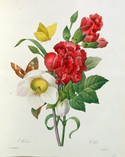 Karácsonyi rózsa, Helleborus niger és vörös szegfű pillangókkal, Pierre Redoute (1759-1840) „Les Choix des plus Belles Fleurs” című művéből alkotó: Pierre Joseph Redouté