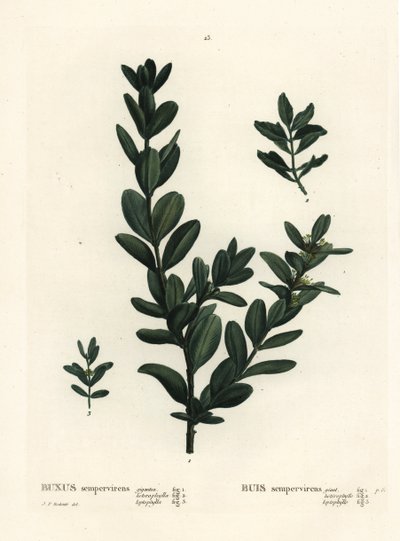 Közönséges ládás, európai ládás vagy puszpáng, Buxus sempervirens (gigantea, heterophylla és leptophylla). Kézzel színezett foltmetszet Pierre-Joseph Redoute illusztrációja nyomán Henri Louis Duhamel du Monceau Treat des Arbres et Shrustes című művéből, Pá alkotó: Pierre Joseph Redouté