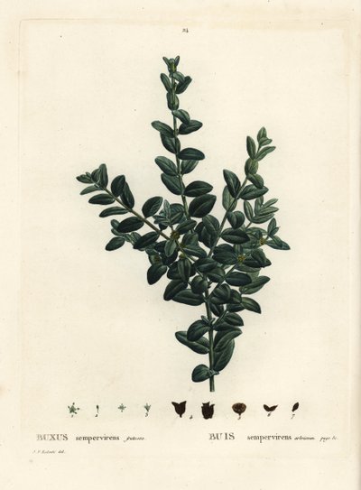 Közönséges ládás, európai ládás vagy puszpáng, Buxus sempervirens fruticosa. Kézzel színezett foltmetszet Pierre-Joseph Redoute illusztrációja nyomán Henri Louis Duhamel du Monceau: Treat des Arbres et Shrustes, Párizs alkotó: Pierre Joseph Redouté