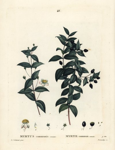 Közönséges mirtusz, Myrtus communis. Demachy kézi színű foltmetszet Pierre-Joseph Redoute illusztrációja nyomán Henri Louis Duhamel du Moncel Treat des Arbres et Shrustes című művéből, Párizs alkotó: Pierre Joseph Redouté