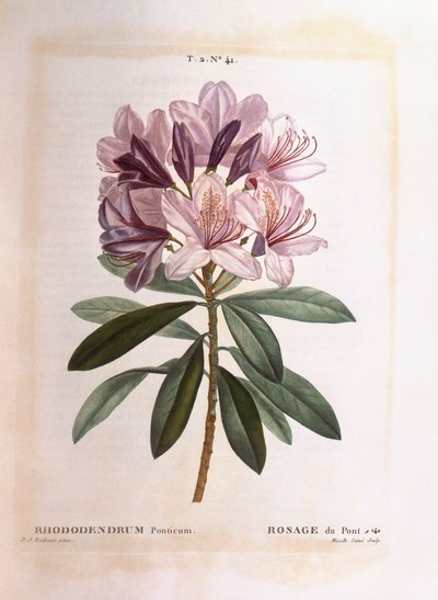 Közönséges rododendron (Rhododendron ponticum), Henry Louis Duhamel du Monceau, Pierre Joseph Redouté botanikai lemeze alkotó: Pierre Joseph Redouté