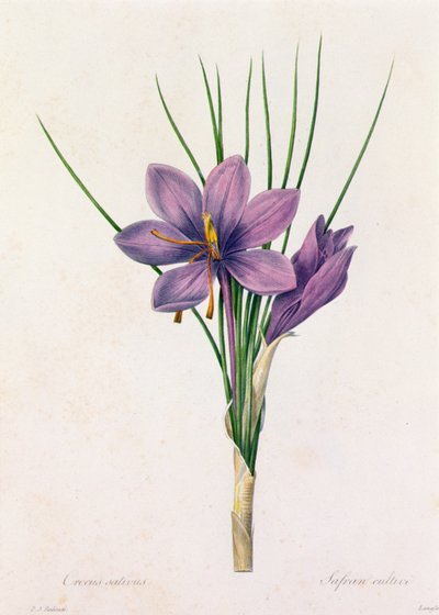 Crocus Sativus (színes metszet) alkotó: Pierre Joseph Redouté