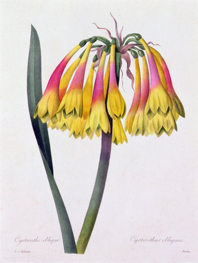 Cyrtanthus Obliquus (színes metszet) alkotó: Pierre Joseph Redouté