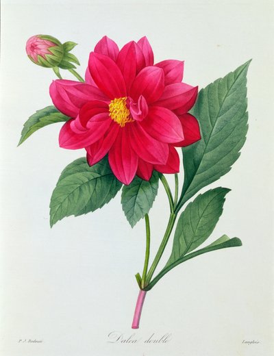 Dahlia Double (színes metszet) alkotó: Pierre Joseph Redouté