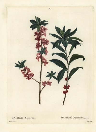 Daphne vagy mezereon, Daphne mezereum. Troll kézzel színezett foltmetszet Pierre-Joseph Redoute illusztrációja nyomán Henri Louis Duhamel du Moncel Treat des Arbres et Shrustes című művéből, Párizs alkotó: Pierre Joseph Redouté
