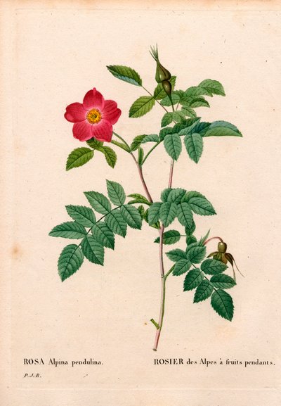 Gyümölcsös rózsaszín alpesi alatt Rosa pendulina. Kézzel színezett rézmetszet, Pierre Joseph Redoute „Les Roses” Paris című művéből alkotó: Pierre Joseph Redouté