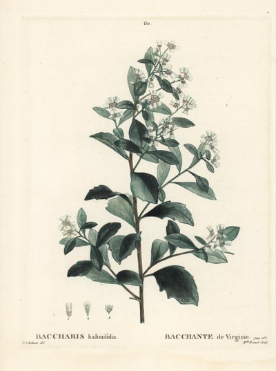 Keleti baccharis, ürge bokor, tengeri mirtusz vagy sóbokor, Baccharis halimifolia. Brenet kisasszony kézzel színezett pecsétmetszete Pierre-Joseph Redoute illusztrációja nyomán Henri Louis Duhamel du Moncel Treat des Arbres et Shrustes című művéből, Párizs alkotó: Pierre Joseph Redouté