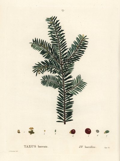 angol tiszafa vagy európai tiszafa, Taxus baccata. Kézzel színezett foltmetszet Pierre-Joseph Redoute illusztrációja nyomán Henri Louis Duhamel du Monceau Treat des Arbres et Shrustes című művéből, Párizs alkotó: Pierre Joseph Redouté