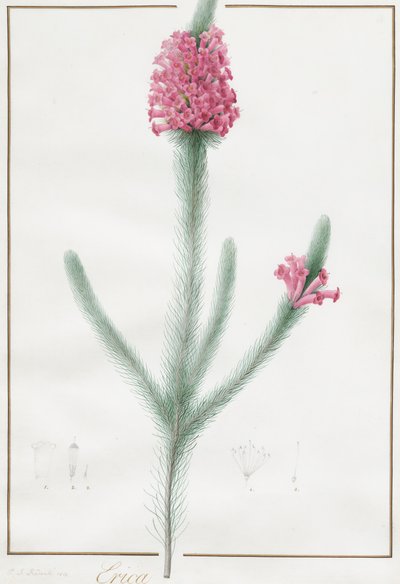 Erica Fulgida, 1813. alkotó: Pierre Joseph Redouté