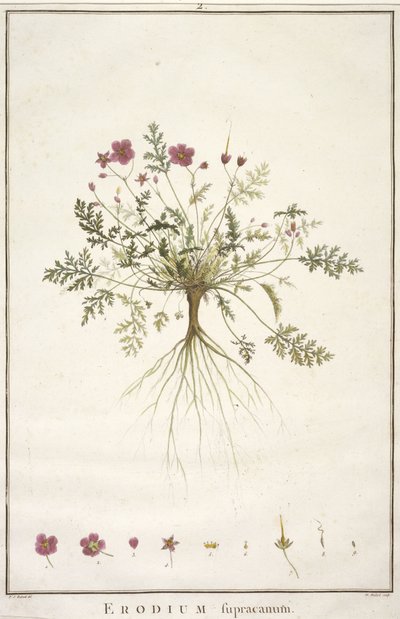 Erodius supracanum, a geraniológiából, vagy Erodii, Pelargonii, Monsonia és Grieli történetéből, ikonokkal illusztrálva, 1787-88 (kézzel színezett metszet) alkotó: Pierre Joseph Redouté