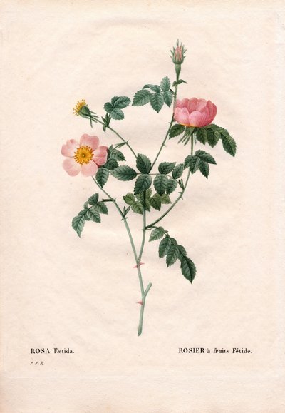 Fetide gyümölcs rózsa. Kézzel színezett rézmetszet, Pierre Joseph Redoute „Les Roses” Paris című művéből alkotó: Pierre Joseph Redouté
