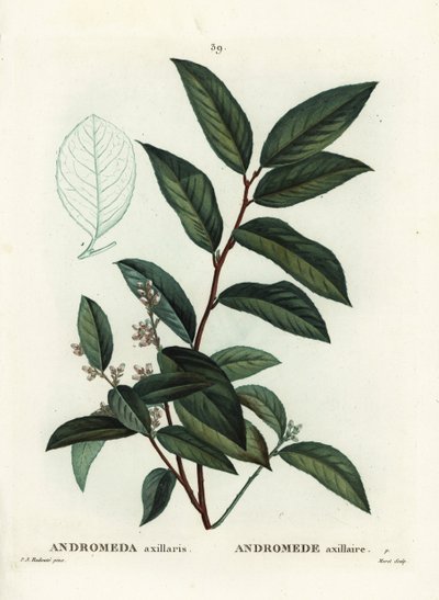Fetterbush, Andromeda axillaris. Moret kézzel színezett foltmetszet Pierre-Joseph Redoute illusztrációja nyomán Henri Louis Duhamel du Moncel Treat des Arbres et Shrustes című művéből, Párizs alkotó: Pierre Joseph Redouté