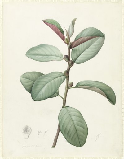 Ficus Rubiginosa (wc és testszín grafit felett, pergamen) alkotó: Pierre Joseph Redouté