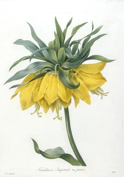 Fritillary, Imperiale sárga fajta, a legszebb virágok és legszebb gyümölcsök válogatásából, 1827 (kézzel színezett foltgravírozás) alkotó: Pierre Joseph Redouté