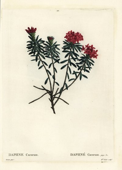 Garland virág rózsa arany daphne, Daphne cneorum. Rolet kisasszony kézzel színezett foltmetsze Pierre-Joseph Redoute illusztrációja nyomán Henri Louis Duhamel du Moncel Treat des Arbres et Shrustes című művéből, Párizs alkotó: Pierre Joseph Redouté