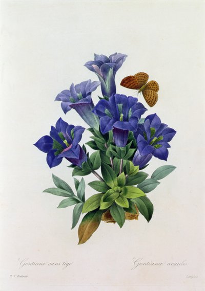 Gentiana Acaulis (színes metszet) alkotó: Pierre Joseph Redouté