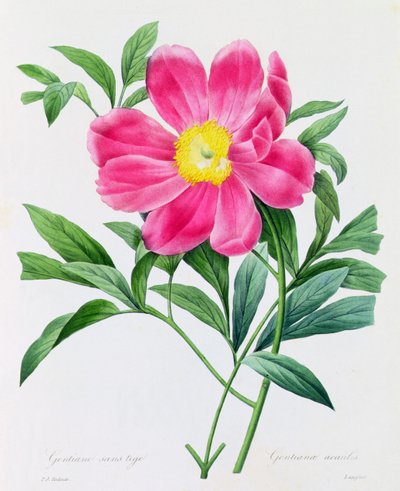 Szára nélküli gentian (színes metszet) alkotó: Pierre Joseph Redouté