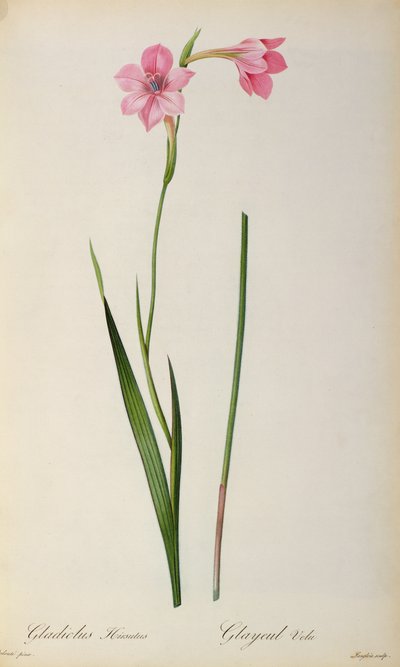 Gladiolus Hirsulus, a "Les Liliacees"-ből, 1805 alkotó: Pierre Joseph Redouté