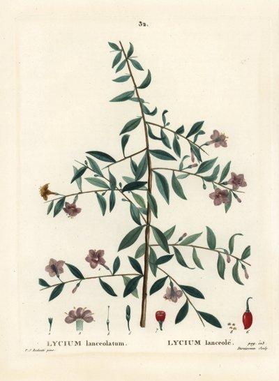 Goji bogyó vagy kínai farkasbogyó, Lycium barbarum (Lycium lanceolatum). Du Ruisseau kézzel festett foltmetszet Pierre-Joseph Redoute illusztrációja nyomán Henri Louis Duhamel du Moncel Treat des Arbres et Shrustes című művéből, Párizs alkotó: Pierre Joseph Redouté