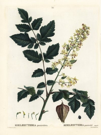 Goldenrain fa, India büszkesége, kínai fa vagy lakkfa, Koelreuteria paniculata. Kézi színű foltmetszet Pierre-Joseph Redoute illusztrációja nyomán Henri Louis Duhamel du Monceau Treat des Arbres et Shrustes című művéből, Párizs alkotó: Pierre Joseph Redouté