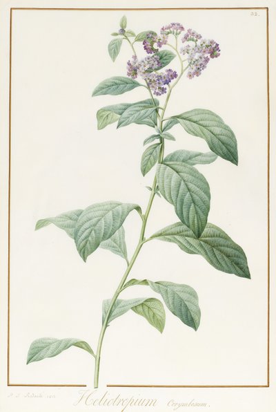 Heliotropium Corymbosurn, 1812 (wc és testszín grafit felett, pergamen) alkotó: Pierre Joseph Redouté