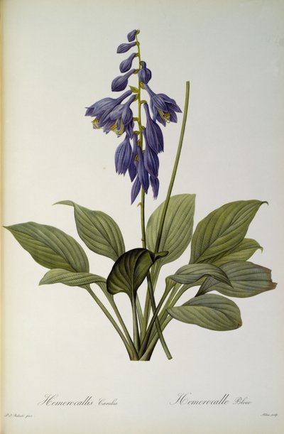 Hemerocallis Caerulea, a "Les Liliacees"-ből, 1806 alkotó: Pierre Joseph Redouté
