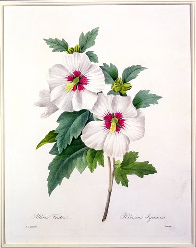 Hibiscus syriacus, Bessin metszet, a "Legszebb virágok kiválasztása", 1827 alkotó: Pierre Joseph Redouté