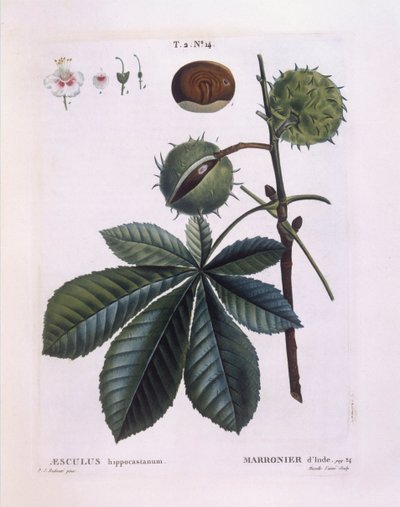 Vadgesztenye vagy konkerfa (Aesculus hippocastanum), Henry Louis Duhamel du Monceau, Pierre Joseph Redouté botanikai lemeze alkotó: Pierre Joseph Redouté
