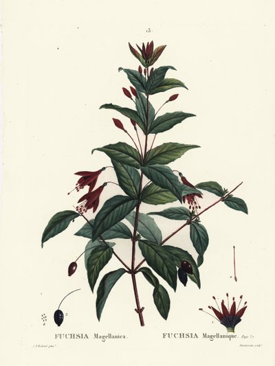 Kolibri fukszia, Fuchsia magellanica. Du Ruisseau kézzel színezett foltmetszet Pierre-Joseph Redoute illusztrációja nyomán Henri Louis Duhamel du Moncel Treat des Arbres et Shrustes című művéből, Párizs alkotó: Pierre Joseph Redouté