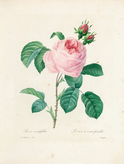 Százlevelű rózsa, Langlois metszete a „Legszebb virágok és legszebb gyümölcsök kiválasztása” c. I, 1827-33 alkotó: Pierre Joseph Redouté