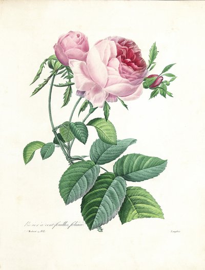 Százlevelű rózsa, Langlois metszete a „Legszebb virágok és legszebb gyümölcsök kiválasztása” c. I, 1827-33 alkotó: Pierre Joseph Redouté