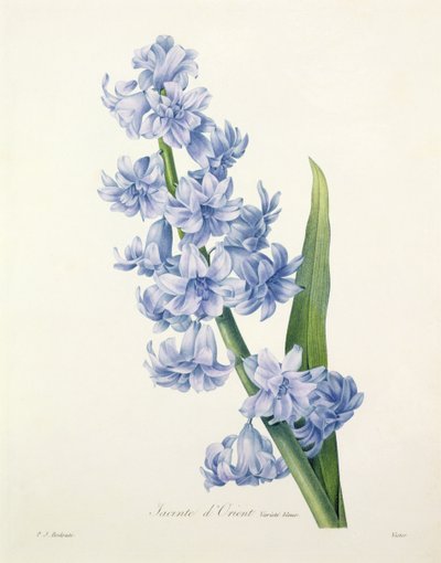 Hyacinthus orientalis (közönséges jácint), Victor metszete, a "Choix des Plus Belles Fleurs"-ből, 1827. alkotó: Pierre Joseph Redouté