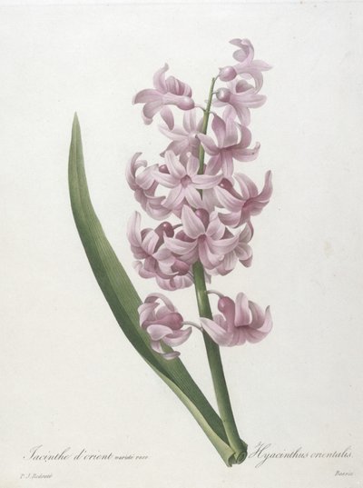 Keleti jácint rózsaszín fajta, Hyacinthus orientalis, a legszebb virágok és legszebb gyümölcsök válogatásából, 1827 (kézzel színezett foltgravírozás) alkotó: Pierre Joseph Redouté