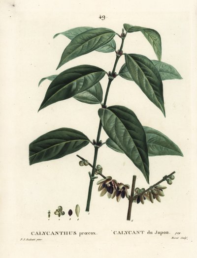 Japán szegfűbors, Chimonanthus praecox (Calycanthus praecox). Moret kézzel festett foltmetszet Pierre-Joseph Redoute illusztrációja nyomán Henri Louis Duhamel du Moncel Treat des Arbres et Shrustes című művéből, Párizs alkotó: Pierre Joseph Redouté