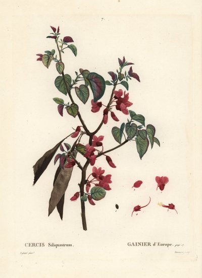Júdásfa, Cercis siliquastrum. Tassaert kézzel színezett foltmetszet Pierre-Joseph Redoute illusztrációja nyomán Henri Louis Duhamel du Moncel Treat des Trees et Shrustes című művéből, Párizs alkotó: Pierre Joseph Redouté