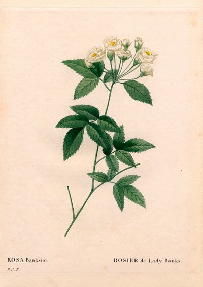 Lady Banks rózsa, Rosa banksiae var. alba-plena. Kézzel színezett rézmetszet, Pierre Joseph Redoute „Les Roses” Paris című művéből alkotó: Pierre Joseph Redouté