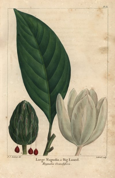 Nagy magnóliafa, nagy babér, Magnolia grandiflora (metszet) alkotó: Pierre Joseph Redouté