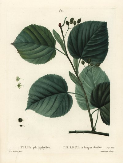 Nagylevelű hársfa, Tilia platyphyllos. Du Ruisseau kézzel színezett foltmetszet Pierre-Joseph Redoute illusztrációja nyomán Henri Louis Duhamel du Moncel Treat des Arbres et Shrustes című művéből, Párizs alkotó: Pierre Joseph Redouté