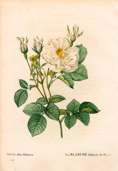 Fleury leveles fehér rózsa, Rosa alba fajta, la blanc foliaceee de Fleury. Kézzel színezett rézmetszet, Pierre Joseph Redoute „Les Roses” Paris című művéből alkotó: Pierre Joseph Redouté