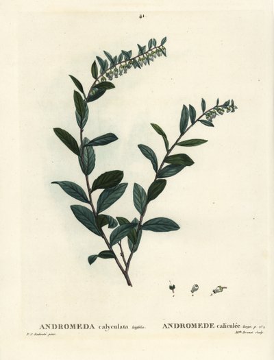 Bőrlevél, Chamaedaphne calyculata (Andromeda calyculata). Brenet kisasszony kézzel festett foltgravírozása Pierre-Joseph Redoute illusztrációja nyomán Henri Louis Duhamel du Moncel: Treat of Trees and Shrustes, Párizs alkotó: Pierre Joseph Redouté